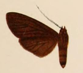 <i>Pelochyta atra</i> Species of moth