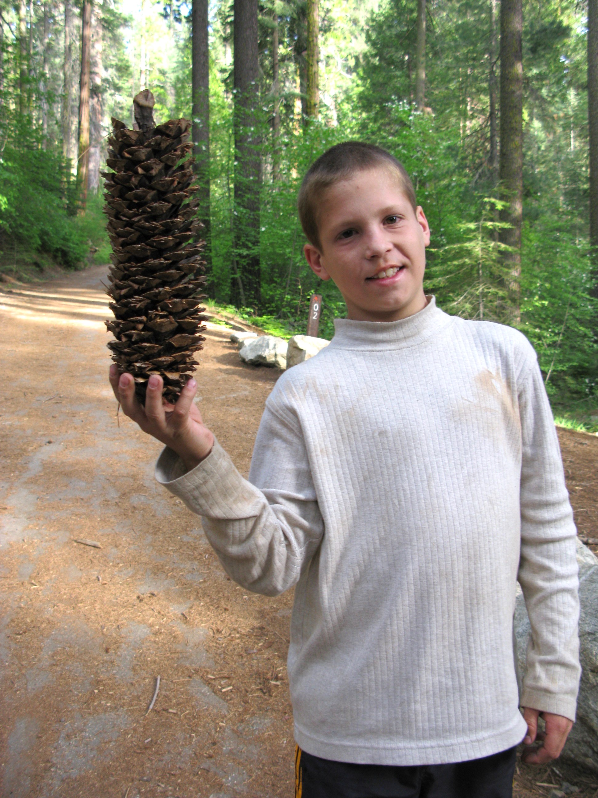 Conifer cone - Wikipedia