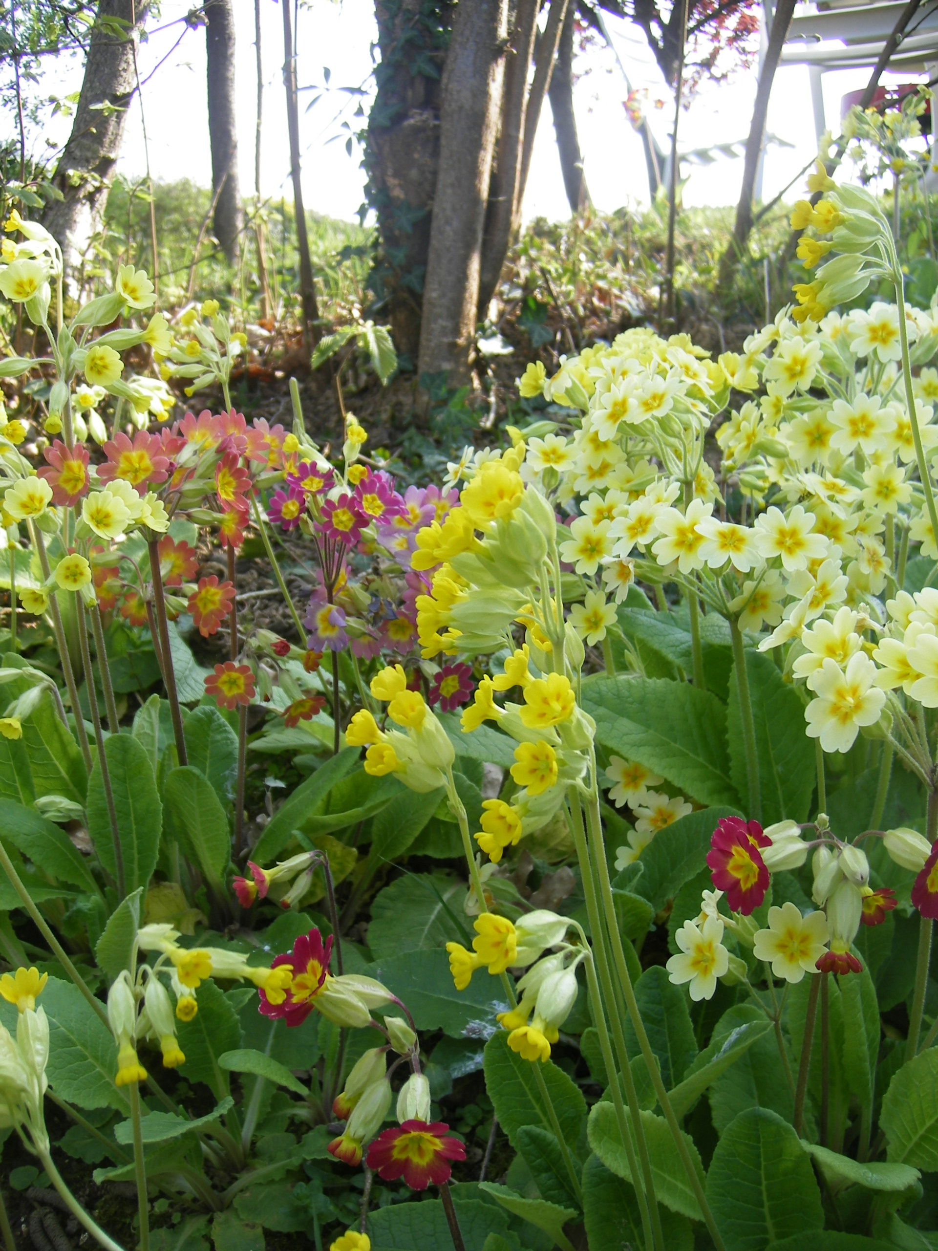 Primevère (Primula spp.), la première fleur du printemps : plantation,  culture, entretien