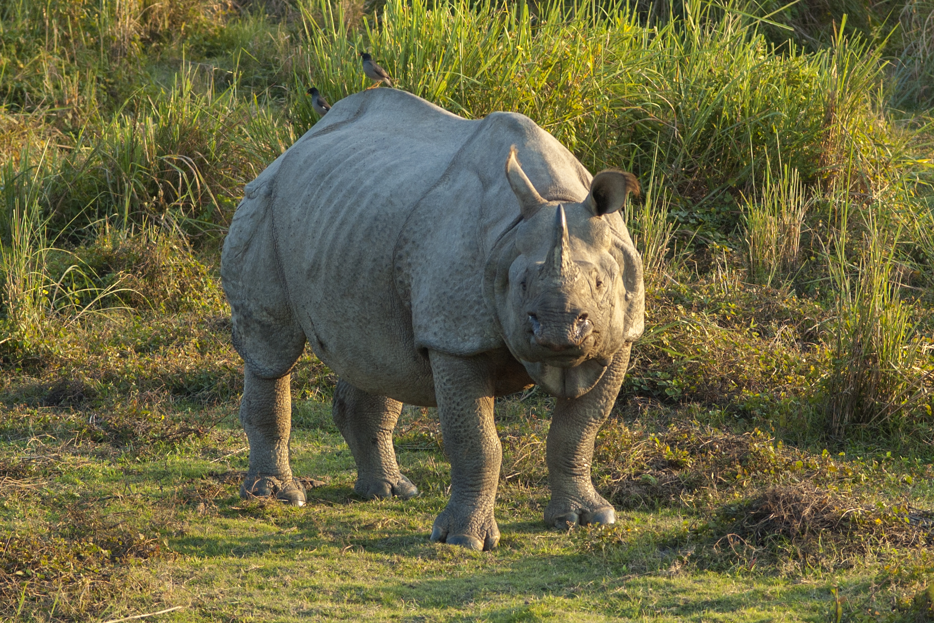 Rhinoceros unicornis, Kaziranga (2006).jpg