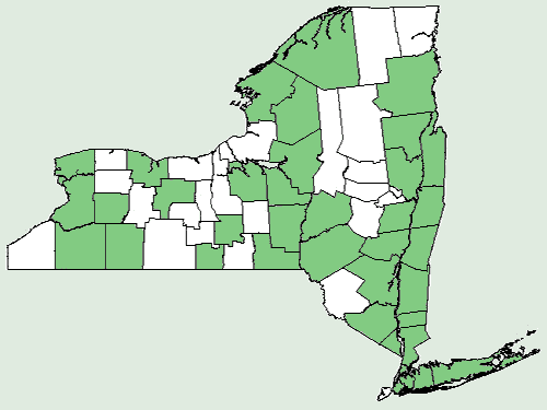 File:Rubus occidentalis NY-dist-map.png