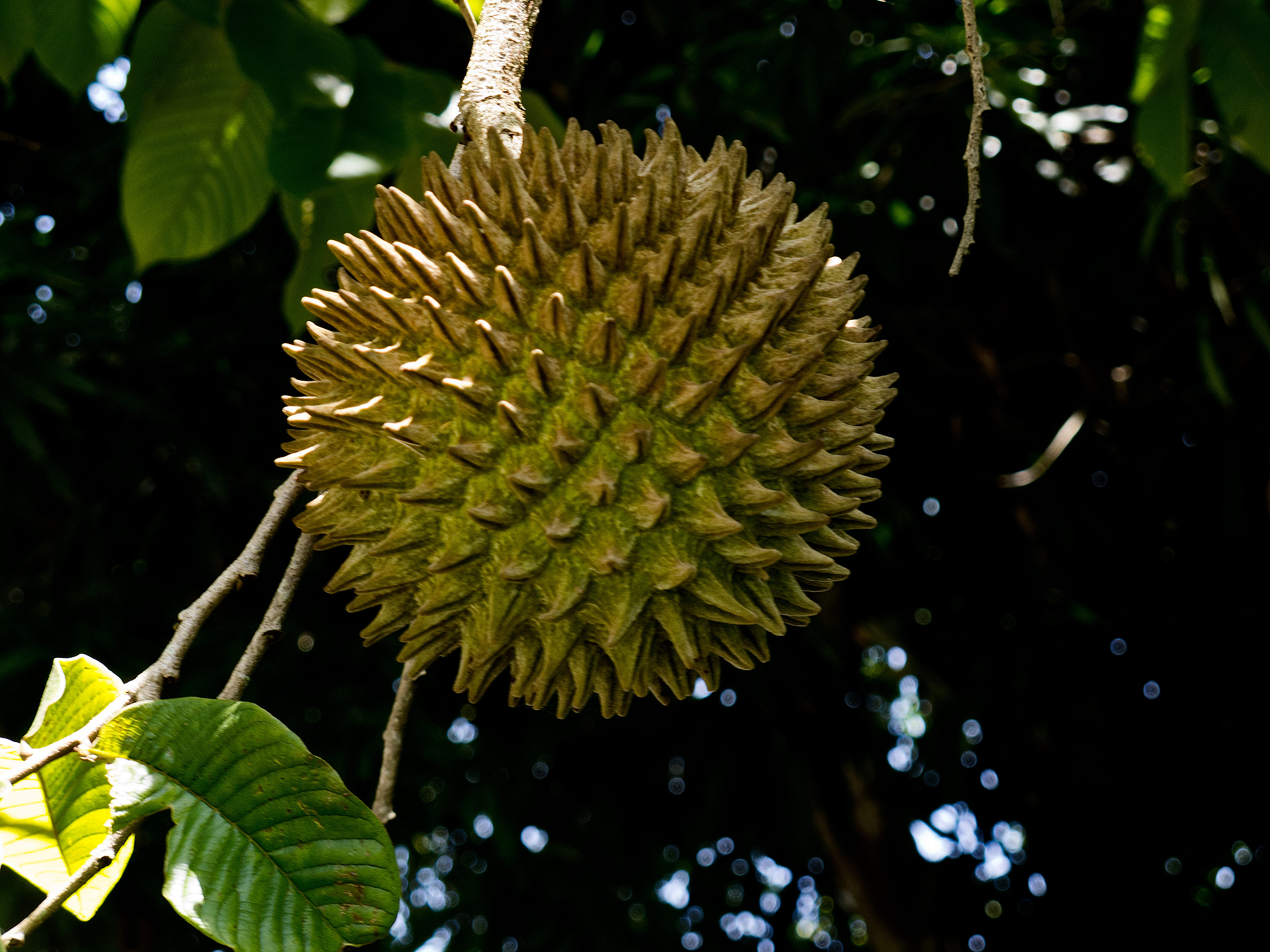 arbol de anona