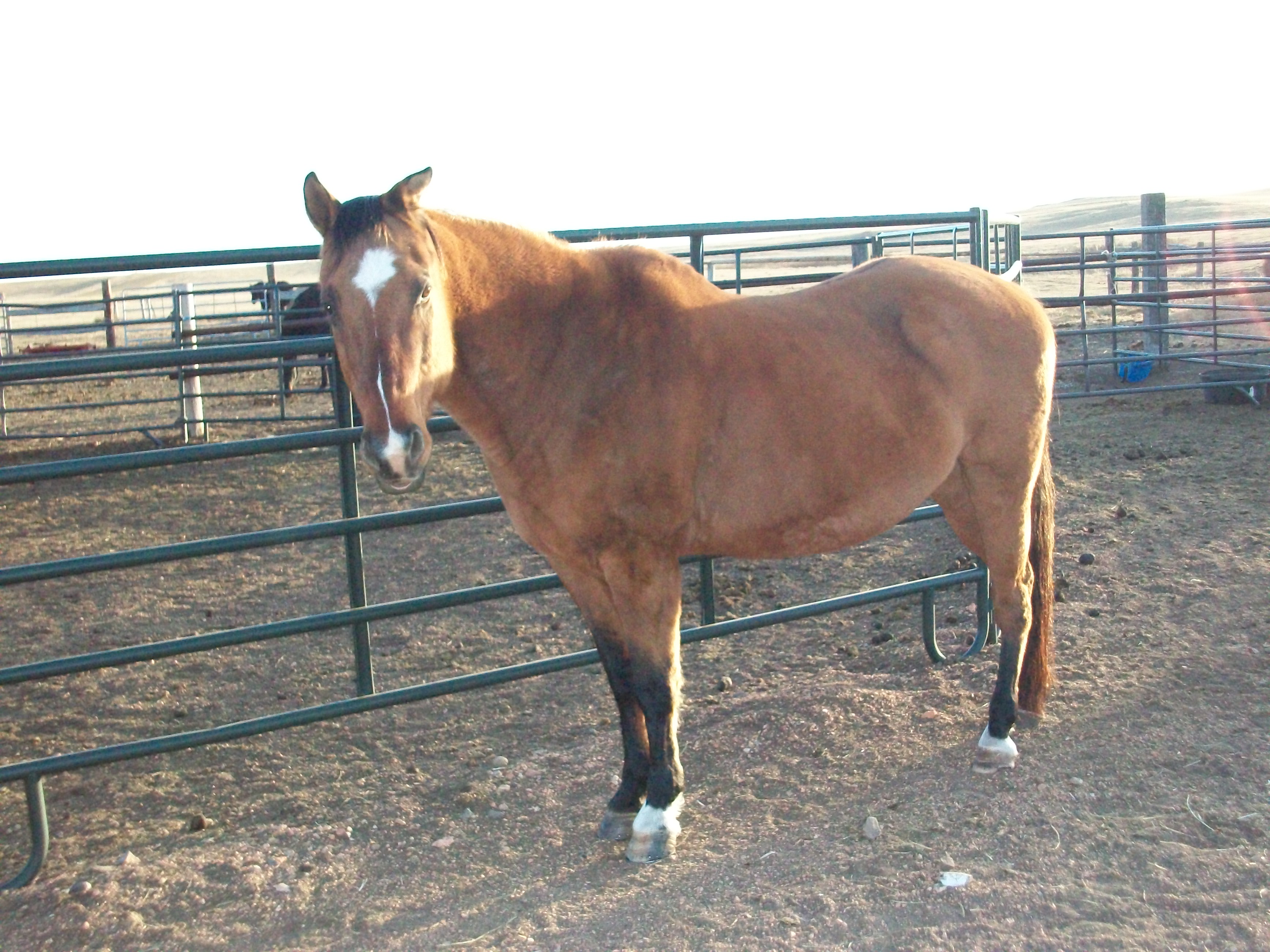 File:Squirt Quarter horse.jpg - Wikimedia Commons