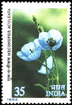 File:Stamp of India - 1982 - Colnect 169280 - Himalayan Flowers - Meconopsis aculeata.jpeg