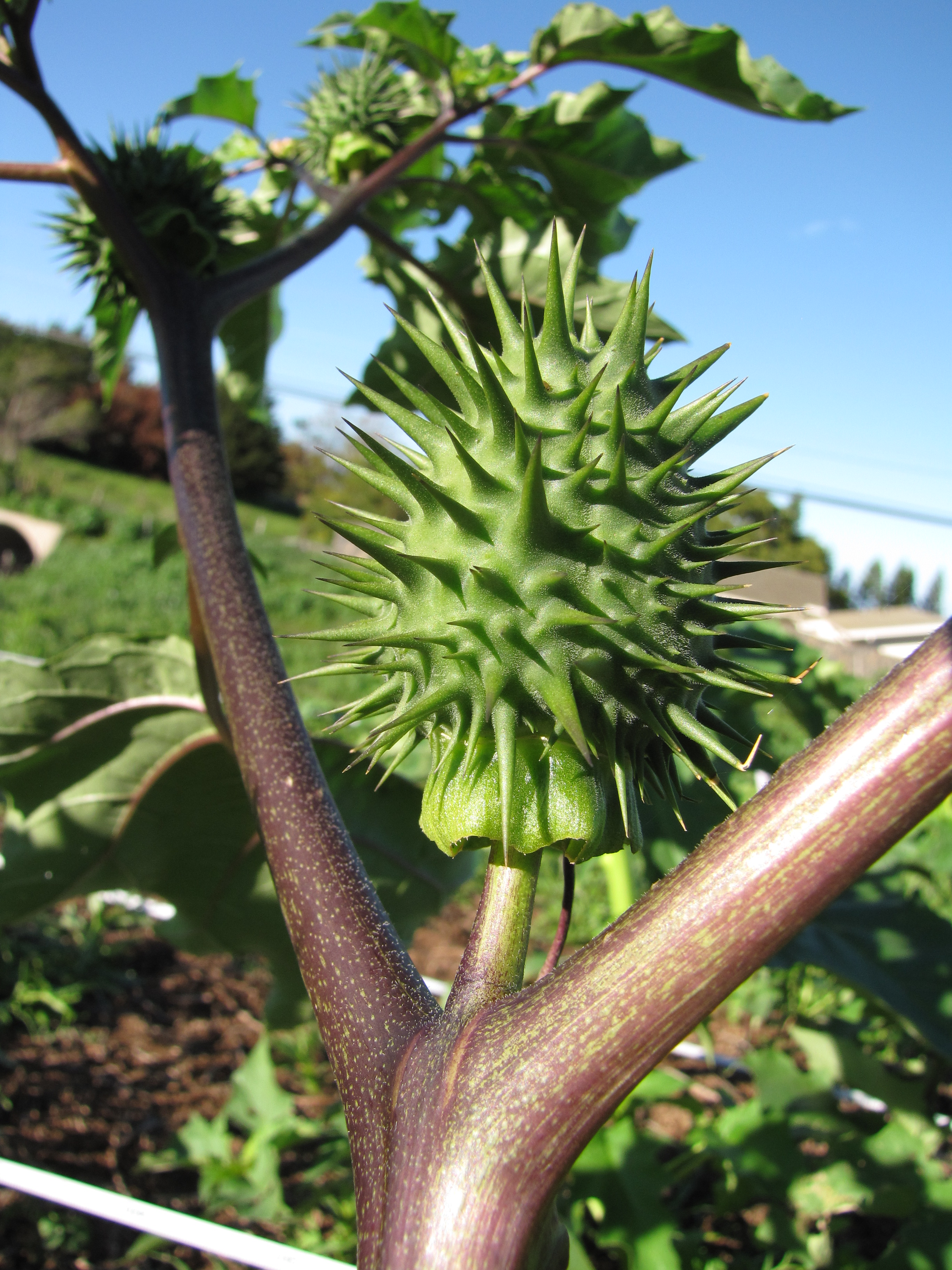 Spike fruit