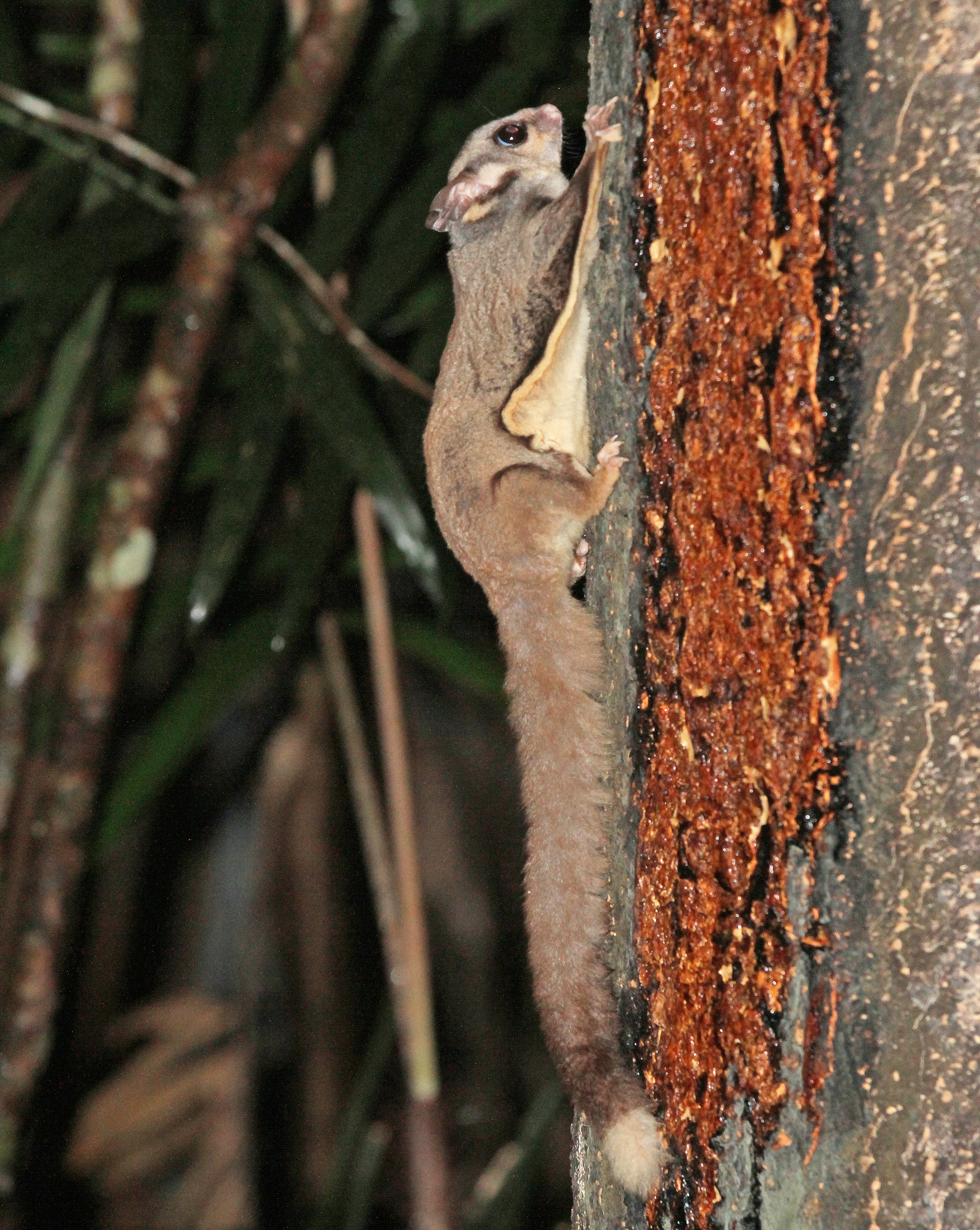 Sugar Glider Food Chart