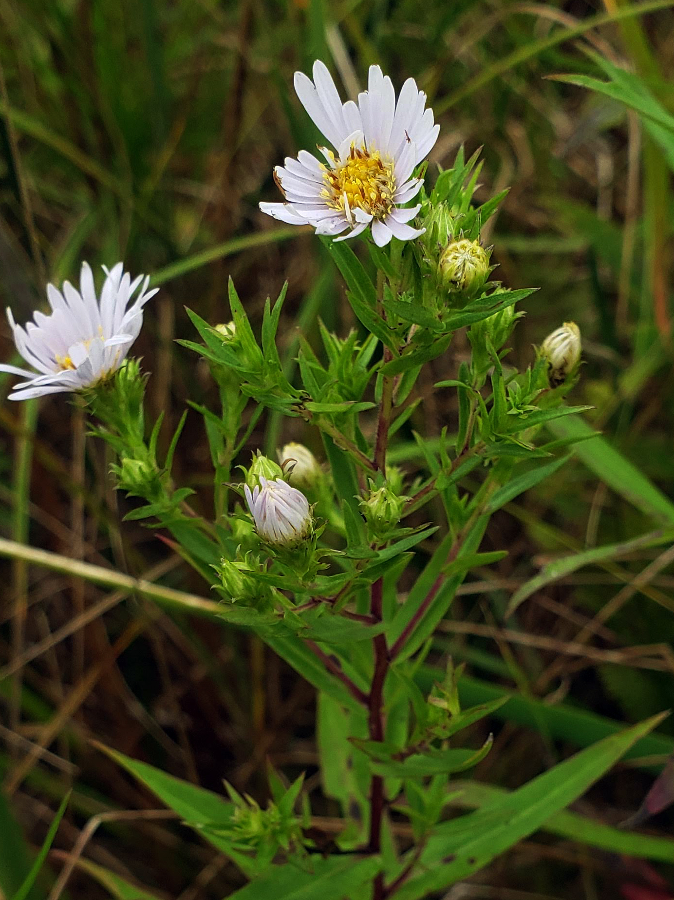 File:Symphyotrichum firmum iNat-50995051 (3x4).jpg - Wikibooks