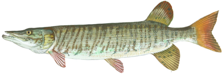 Tiger muskellunge - Wikipedia