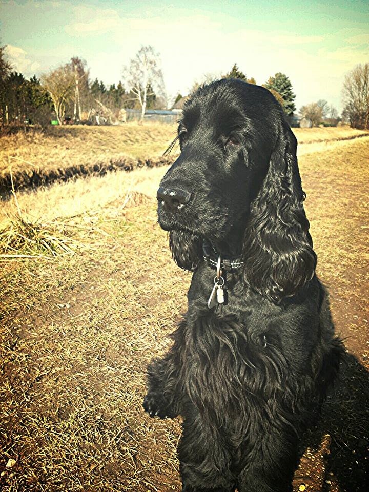 English Cocker Spaniel - Dog Scanner