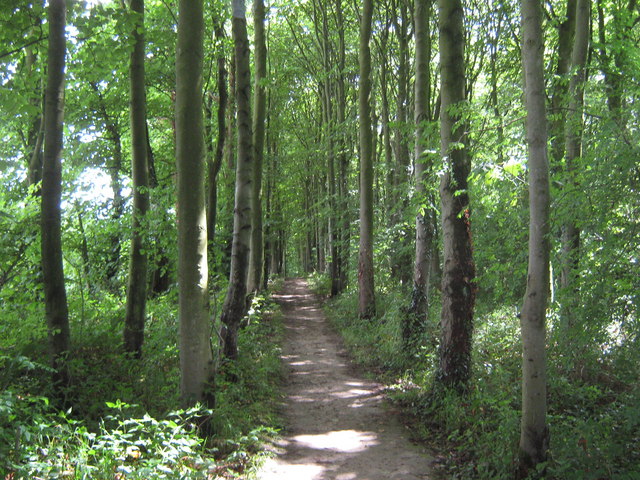 Tree lined footpath - geograph.org.uk - 1397029