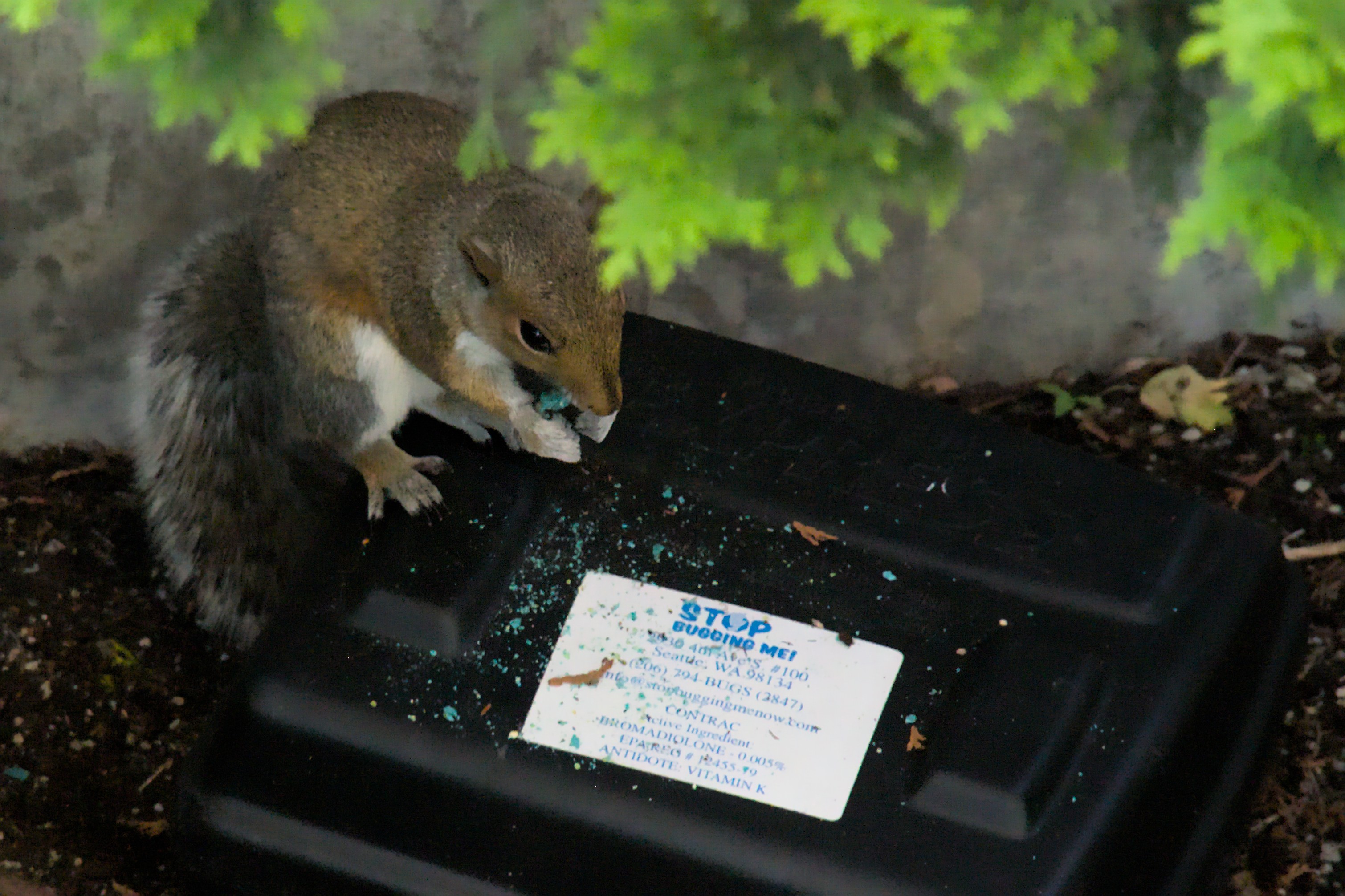 File:Tree squirrel eating bromadiolone tablets from a rodent bait