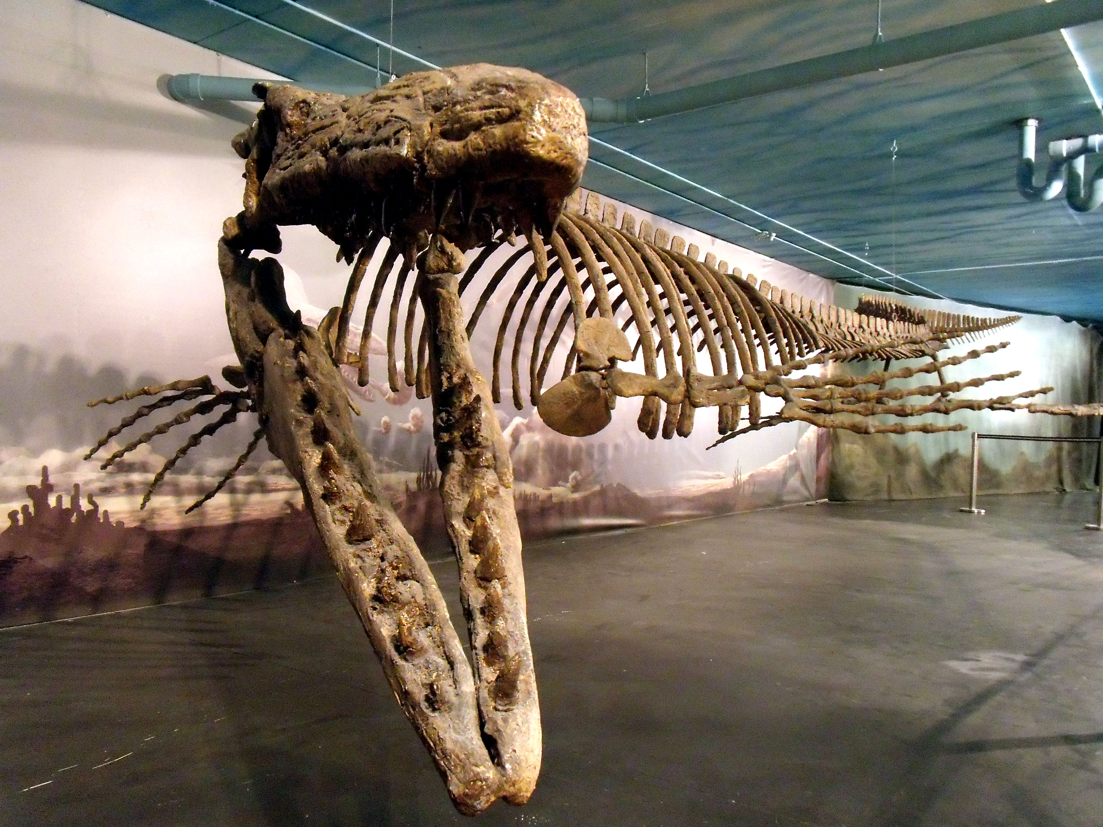 tylosaurus skeleton