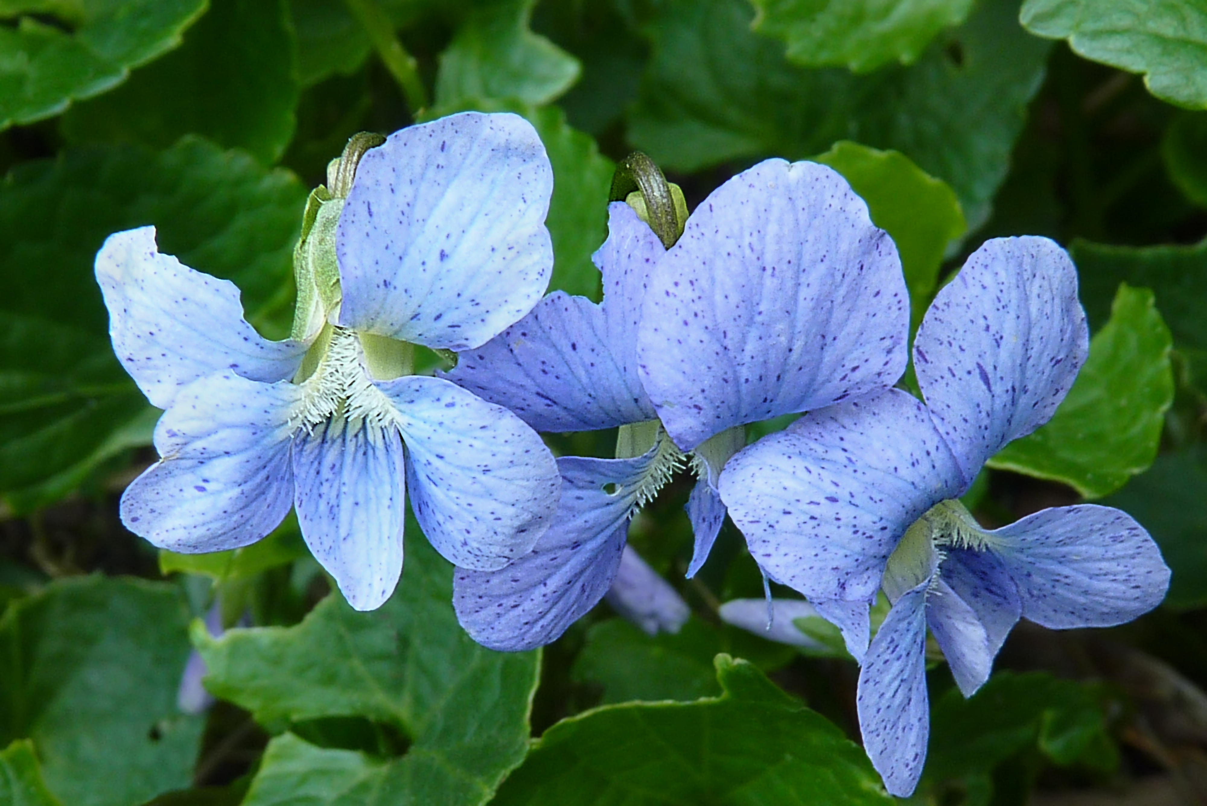 Фиалка лабрадорская. Фиалка душистая (Viola odorata `Konigin Charlotte`). Фиалка (Виола) лабрадорская. Viola odorata фиалка душистая. Виола маньчжурская.