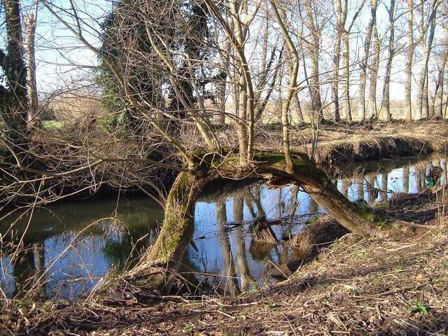 File:Willow bough, Mill Race, Millbrook - geograph.org.uk - 1412063.jpg