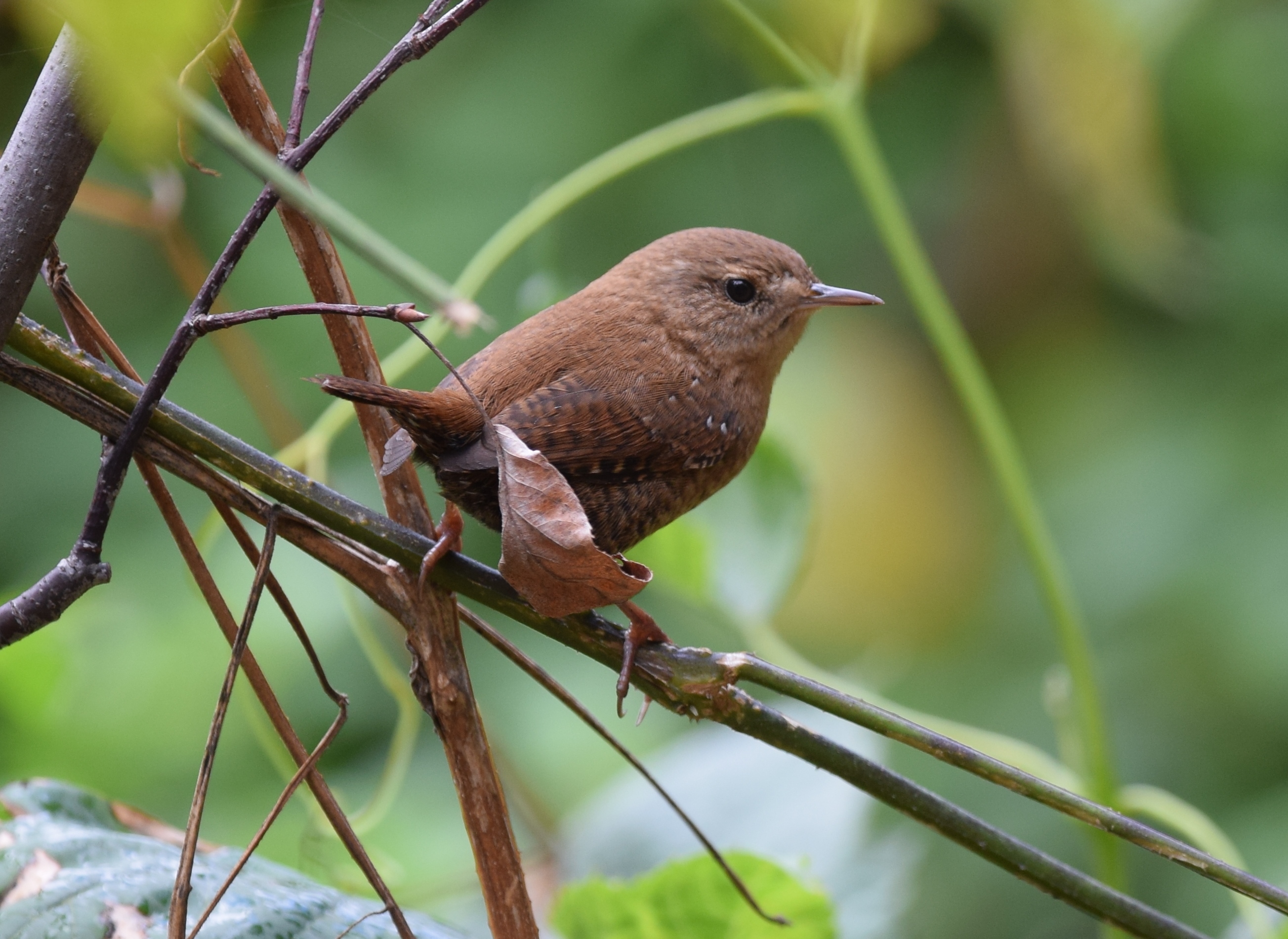 Kennedy blue wren