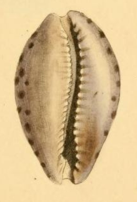 <i>Zonaria picta</i> Species of gastropod