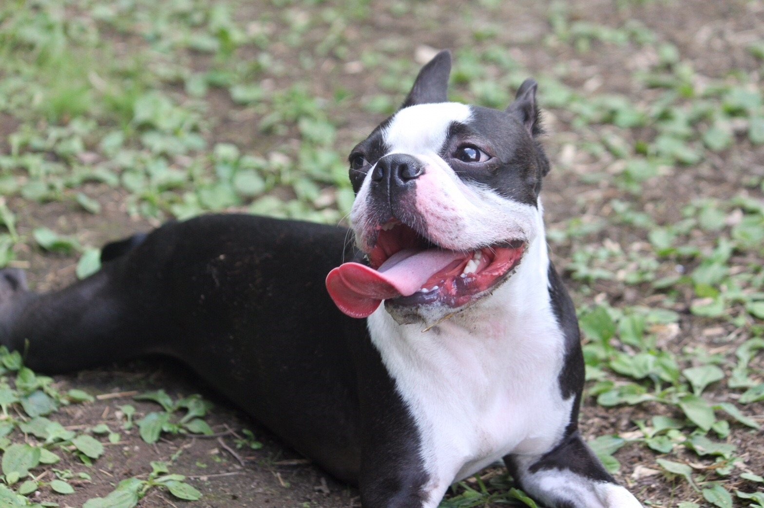 人気超激安犬の本音　朝隈俊男　ボストンテリア　修復あり　現状品 生き物