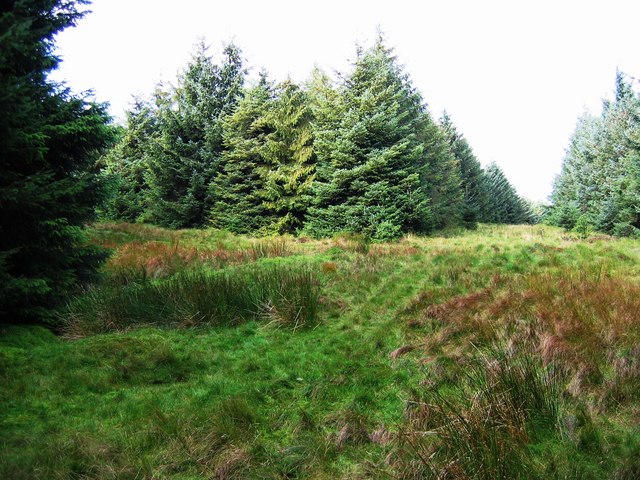 File:A parting of forest paths in The Stang - geograph.org.uk - 577257.jpg