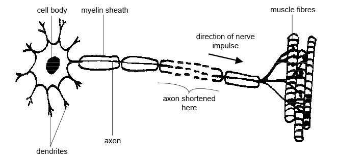 PICTURE OF MOTOR NEURON