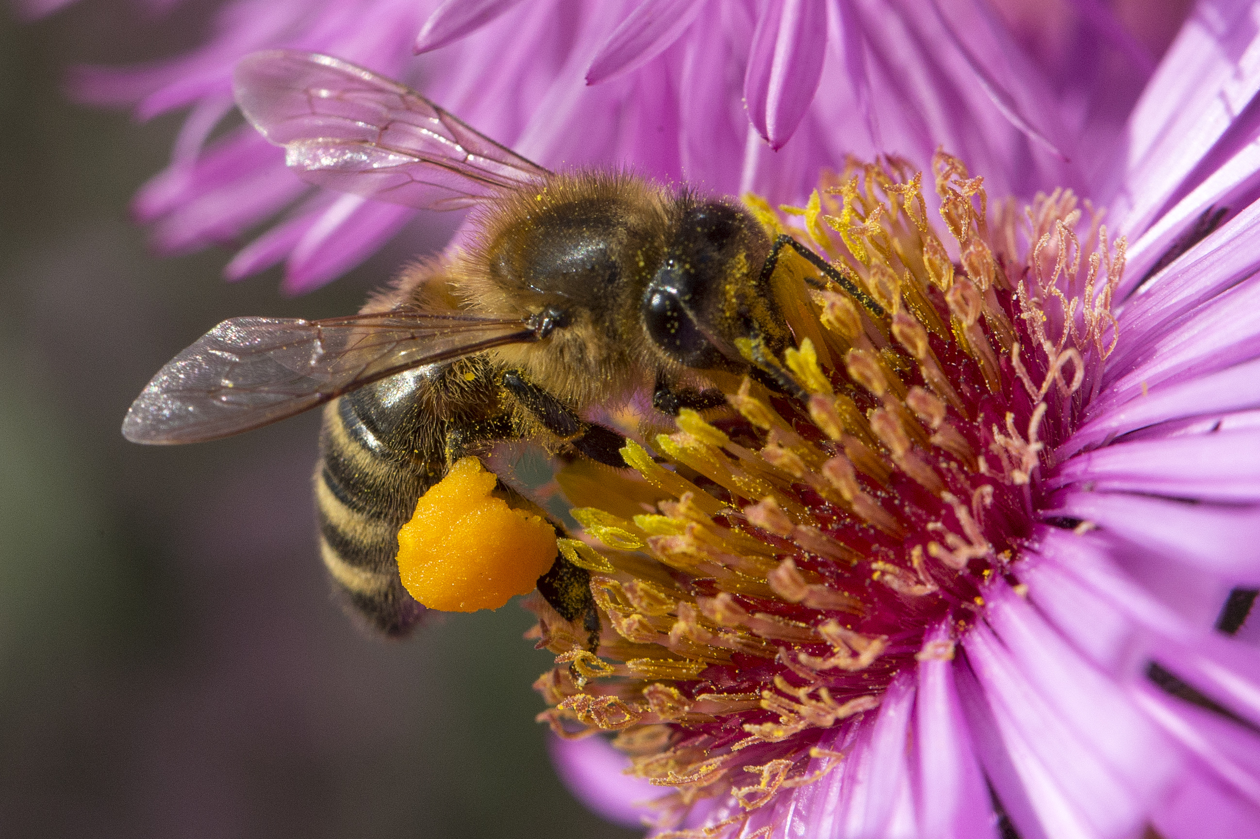 Фото пчелы. Среднерусская пчела. Пчела APIS mellifera. APIS mellifera mellifera. Пчела pchela.