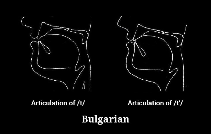 File:Articulation of t and tʲ in Contemporary Standard Bulgarian.jpg