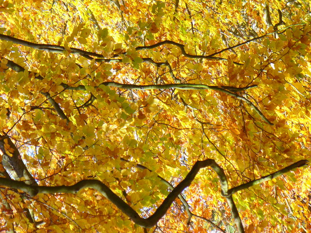 File:Autumn in Grove Road - geograph.org.uk - 600627.jpg