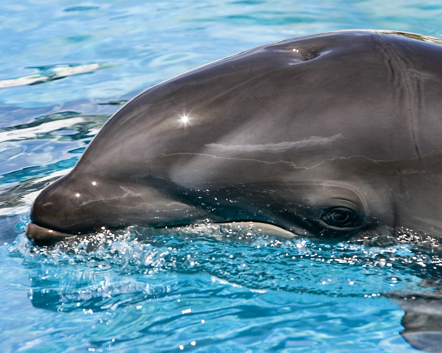 Wholphin - Wikipedia