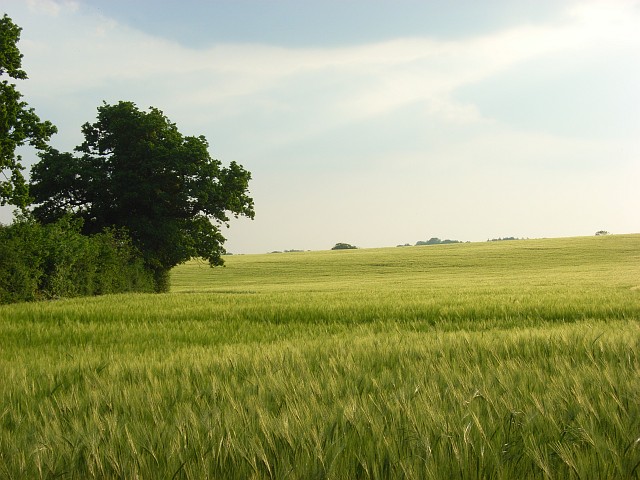 File:Barley, Bothampstead - geograph.org.uk - 814208.jpg