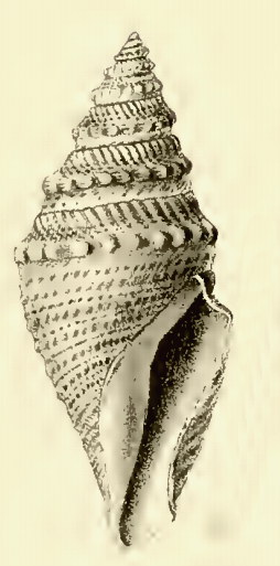 <i>Bathytoma fissa</i> Species of gastropod