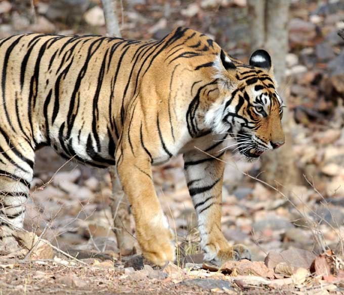 File:Bengal tiger cropped.jpg