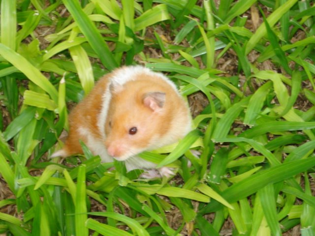 Hamster - Wikipedia