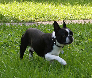 File:BostonTerrier.jpg