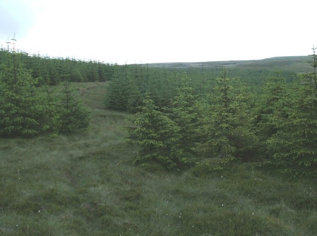 File:Break in Touchadam Forest - geograph.org.uk - 474415.jpg