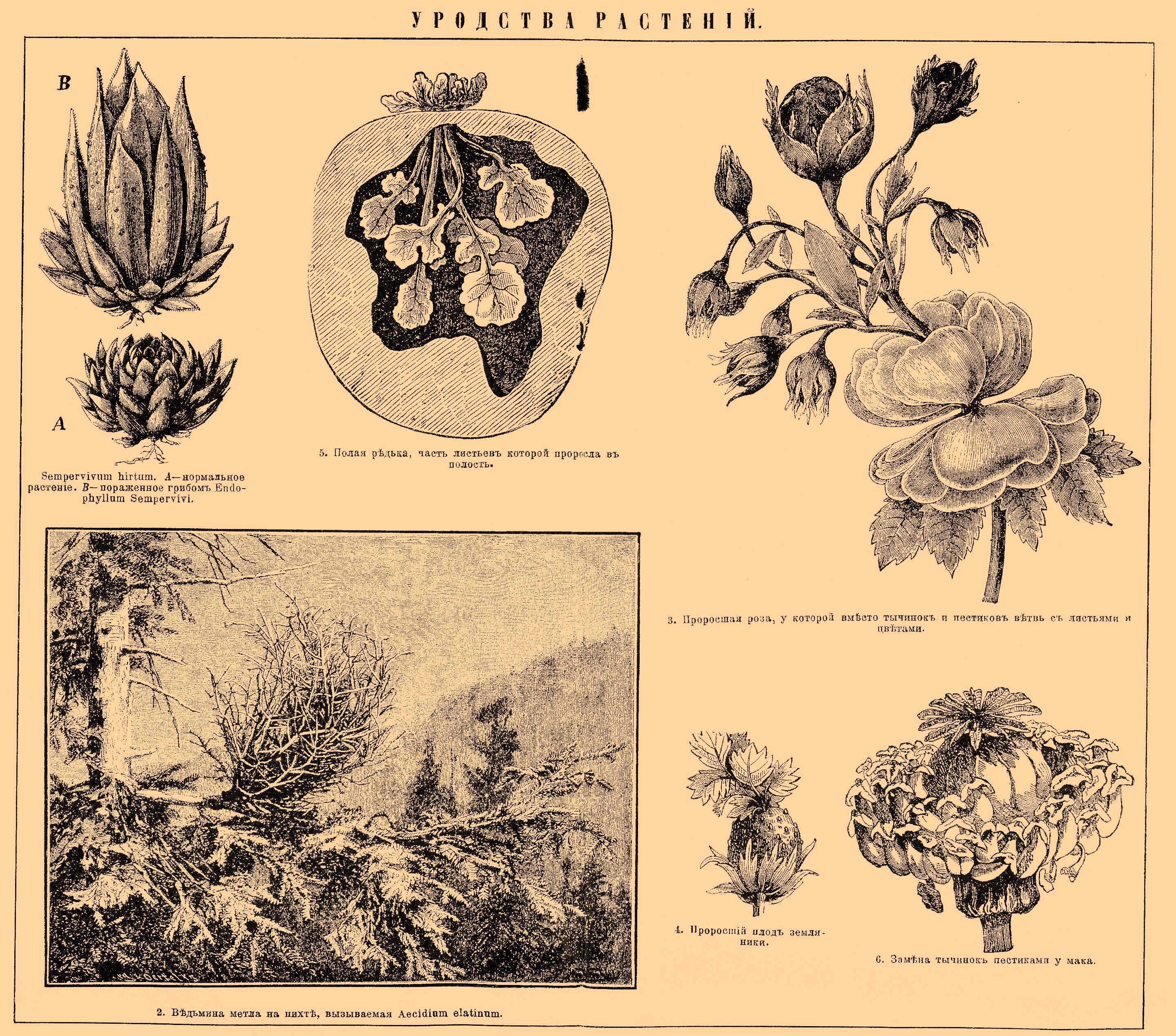 Нормальные растения. Брокгауз и Ефрон иллюстрации. Иллюстрации из энциклопедии Брокгауза и Ефрона. Брокгауза Ефрона иллюстрации.
