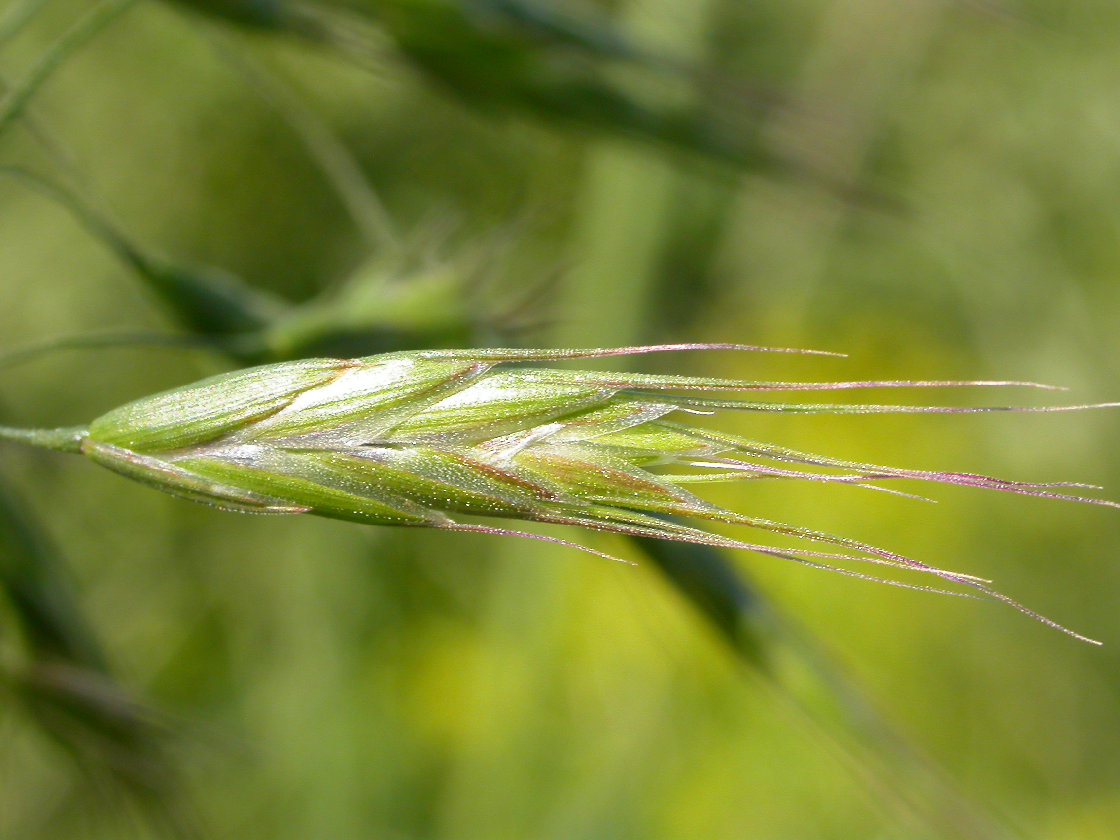 Костер полевой. Кострец безостый. Bromus japonicus. Кострец безостый семена. Кострец безостый (Bromus inermis Leyss.