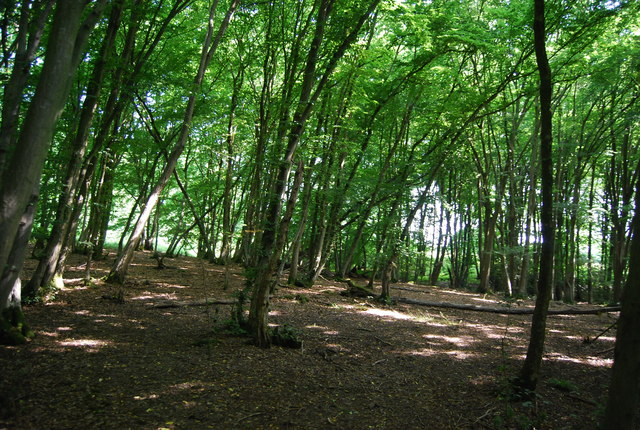 File:Busses Wood - geograph.org.uk - 3699595.jpg