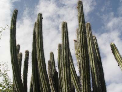File:Cactus Caja de Muerto.jpg