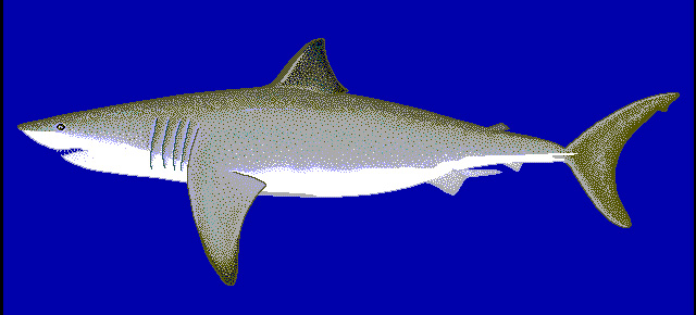 File:Carcharodon carcharias01.jpg