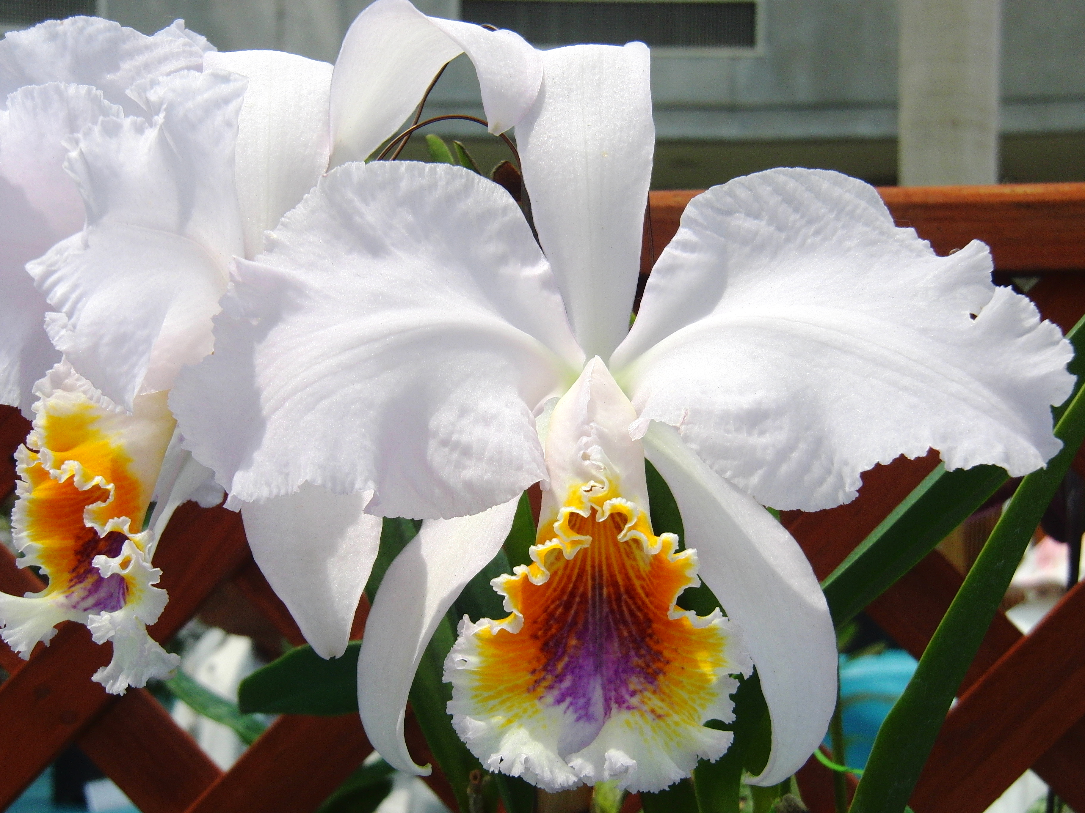 Top 100+ orquídea cattleya mossiae