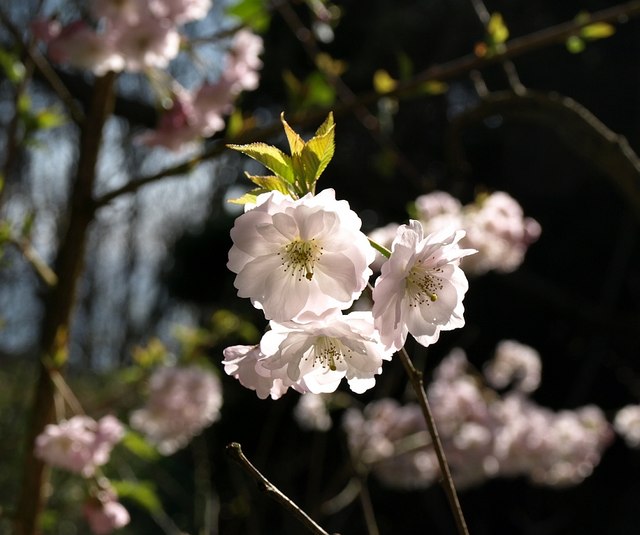 File:Cherry blossom near Petit Tor - geograph.org.uk - 753725.jpg