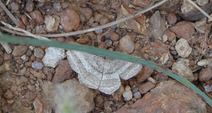 <i>Chiasmia fidoniata</i> Species of moth