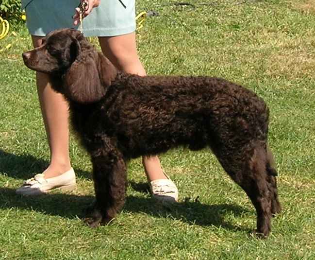 File:Chien d'eau americain champion 1.JPG