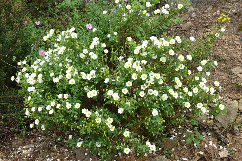 File:Cistus salviifolius on Thasos.JPG