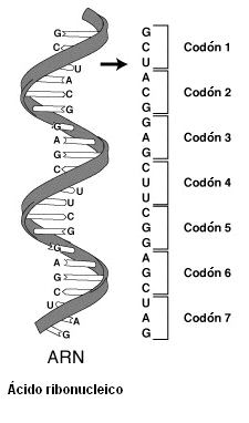 IPB Image