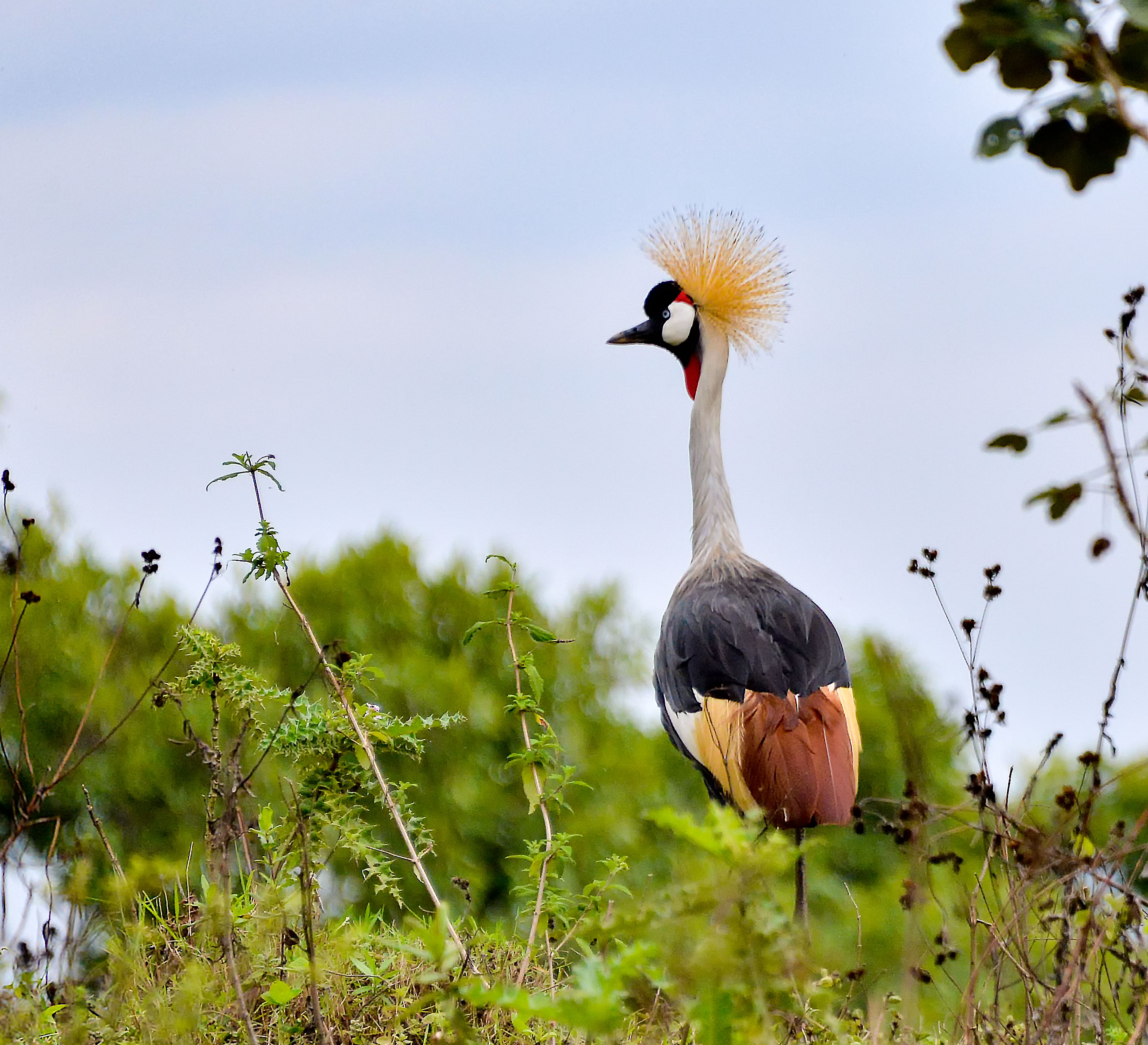 Птицы африки. Африка птицы природы. Птицы Уганды. African Crested Cranes. Птицы Африки фото с названиями и хохлом.