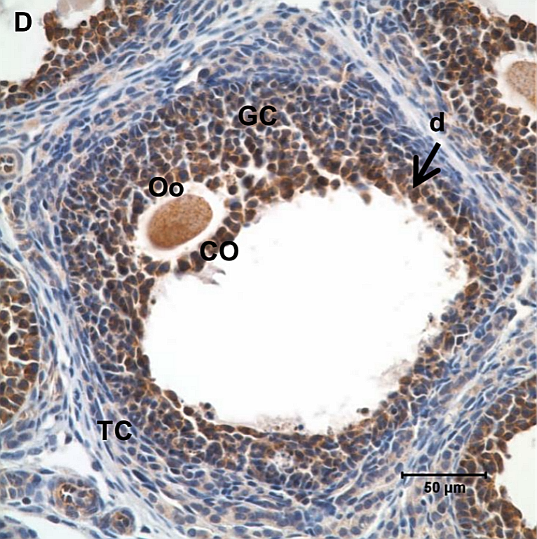 Rupture of the follicle. Сильно вытянутые клетки