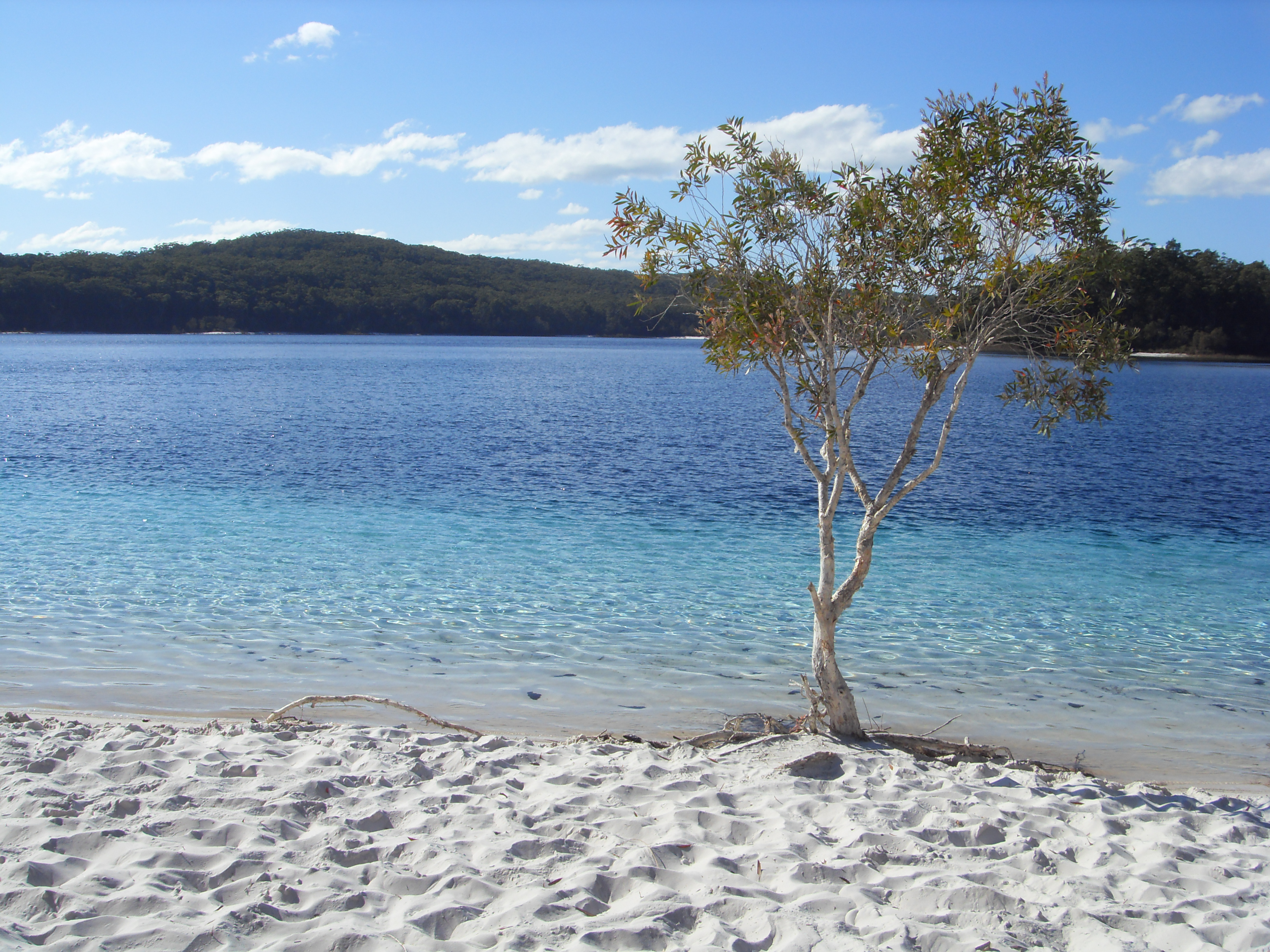 File Fraser Island Lake McKenzie panoramio jpg 