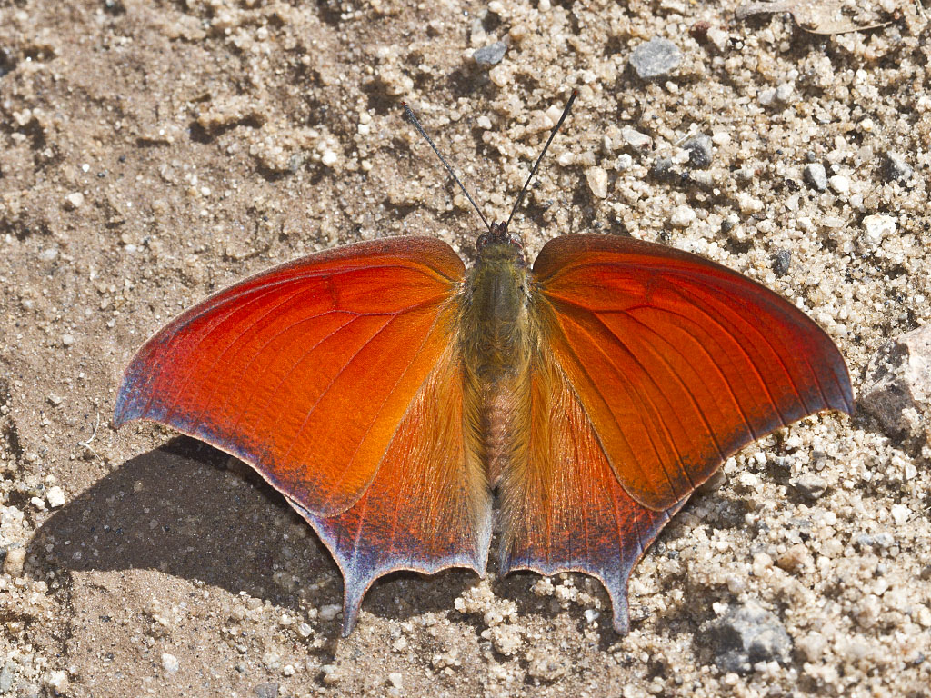 Goatweed_Leafwing,_Anaea_andria,_male.jpg