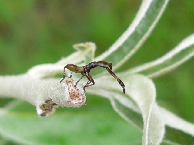 File:Gonocerus acuteangulatus 20050815 219 part.jpg