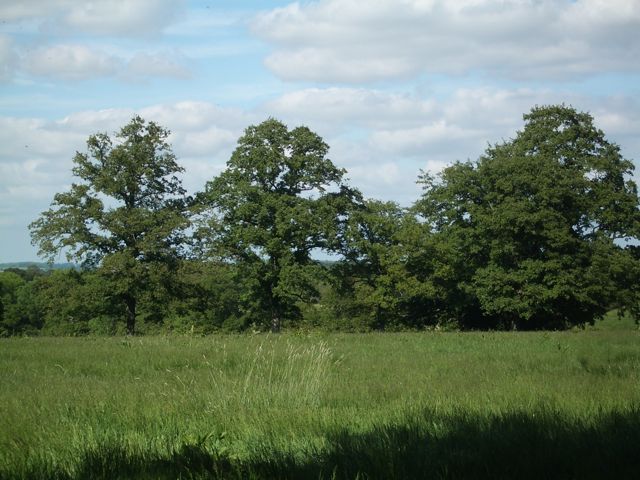 File:Grassland near Glanvilles Wootton - geograph.org.uk - 2429839.jpg